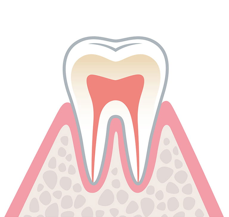 健康な状態の歯のイラスト